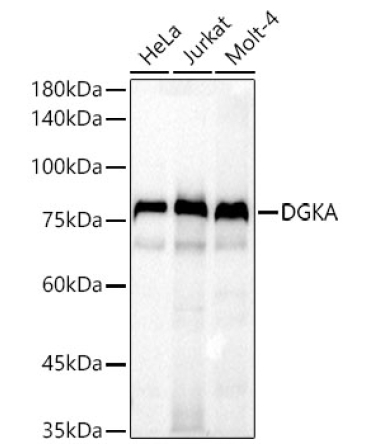 DGKA Rabbit Polyclonal Antibody