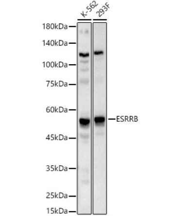 ESRRB Rabbit Polyclonal Antibody