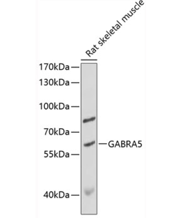 GABRA5 Rabbit Polyclonal Antibody