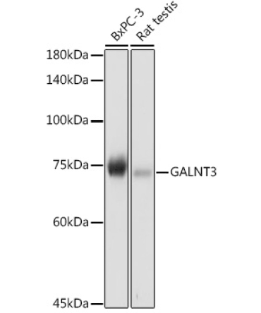 GALNT3 Rabbit Polyclonal Antibody
