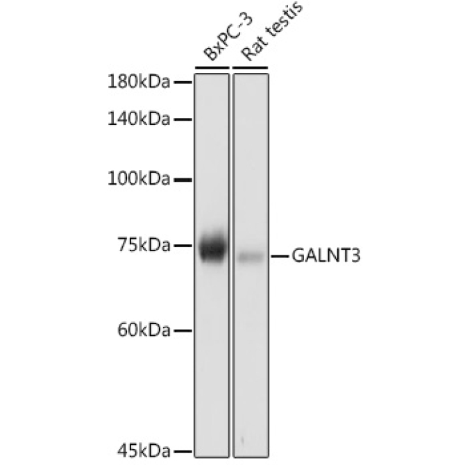 GALNT3 Rabbit Polyclonal Antibody