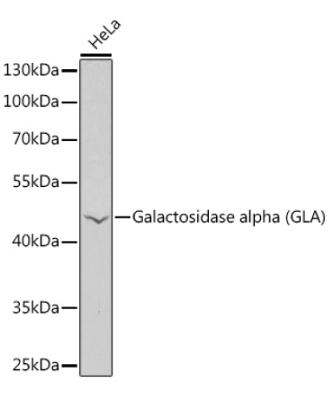 Galactosidase alpha (GLA) Rabbit Polyclonal Antibody