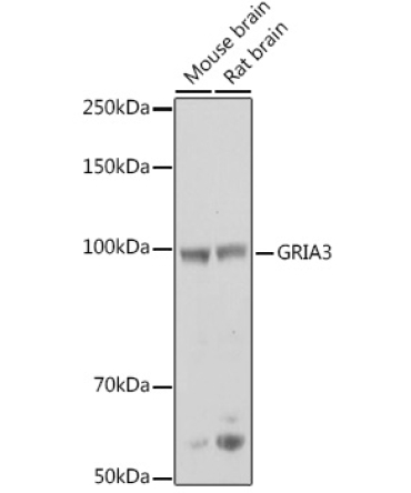GRIA3 Rabbit Polyclonal Antibody
