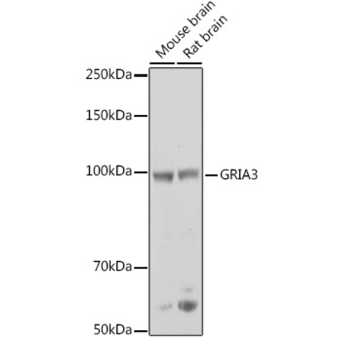 GRIA3 Rabbit Polyclonal Antibody