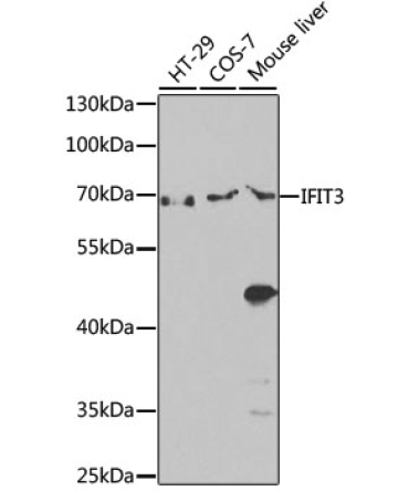 IFIT3 Rabbit Polyclonal Antibody