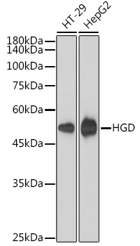 HGD Rabbit Monoclonal Antibody