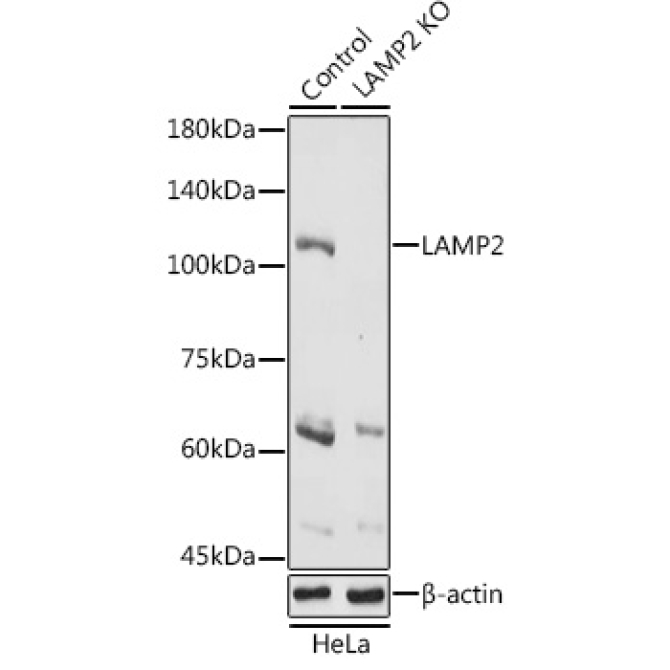 LAMP2 Rabbit Polyclonal Antibody [KO Validated]