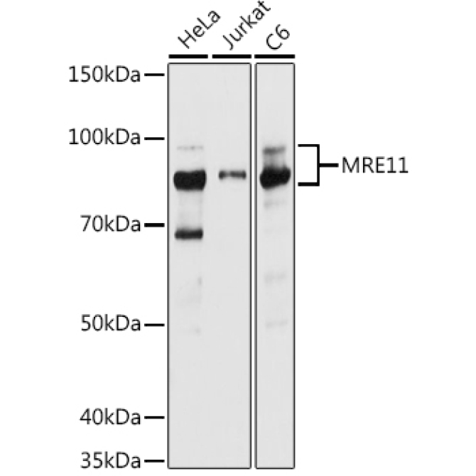 MRE11 Rabbit Polyclonal Antibody