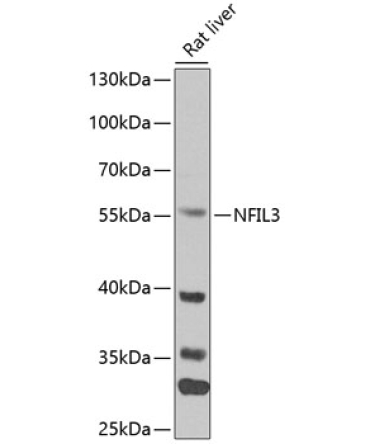 NFIL3 Rabbit Polyclonal Antibody