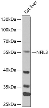 NFIL3 Rabbit Polyclonal Antibody