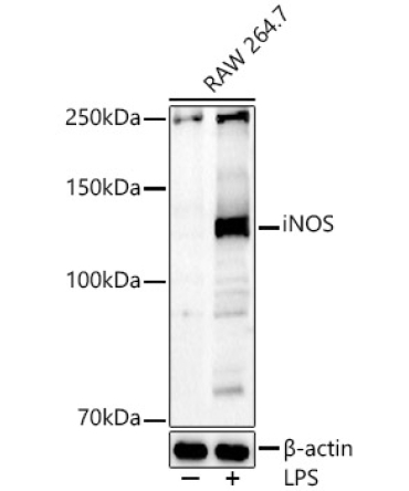 iNOS Rabbit Polyclonal Antibody