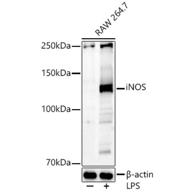 iNOS Rabbit Polyclonal Antibody