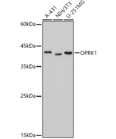 OPRK1 Rabbit Polyclonal Antibody