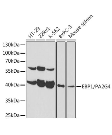 EBP1/PA2G4  Rabbit Polyclonal Antibody [KO Validated]