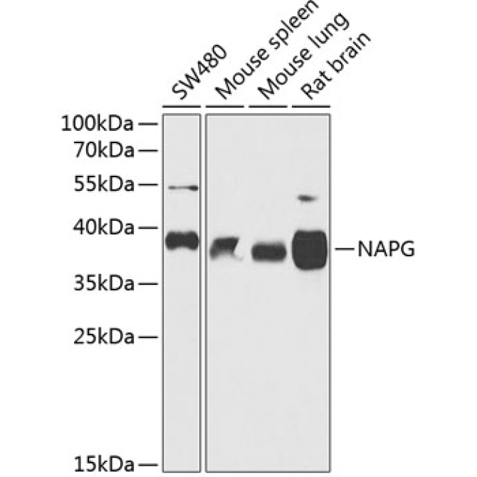 NAPG Rabbit Polyclonal Antibody
