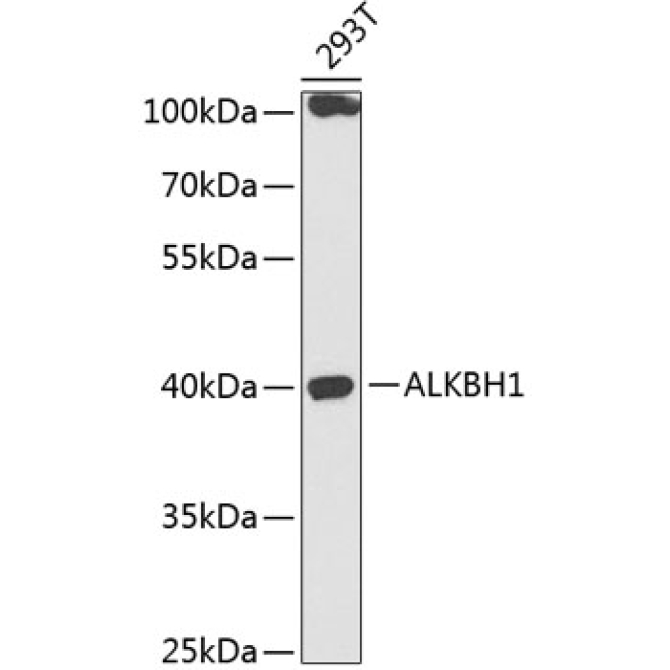 ALKBH1 Rabbit Polyclonal Antibody