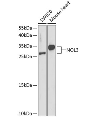 NOL3 Rabbit Polyclonal Antibody