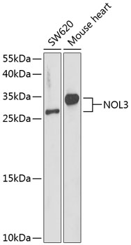 NOL3 Rabbit Polyclonal Antibody