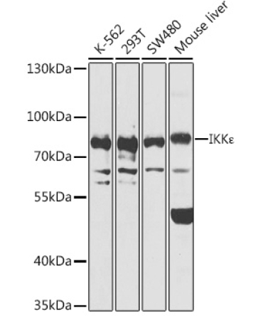 IKK? Rabbit Polyclonal Antibody