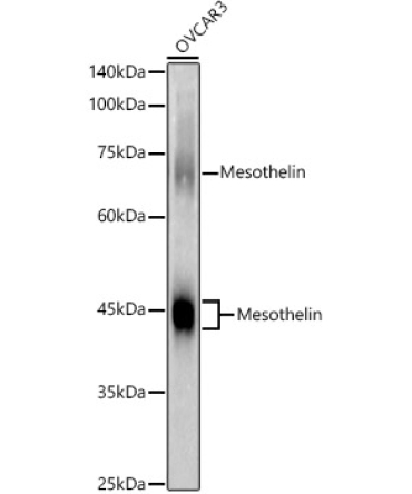 Mesothelin Rabbit Polyclonal Antibody