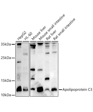 Apolipoprotein C3 Rabbit Polyclonal Antibody