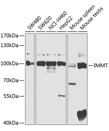 IMMT Rabbit Polyclonal Antibody