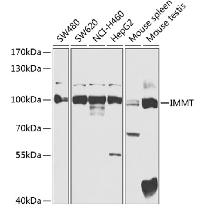 IMMT Rabbit Polyclonal Antibody
