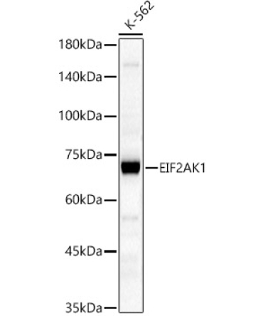 EIF2AK1 Rabbit Polyclonal Antibody