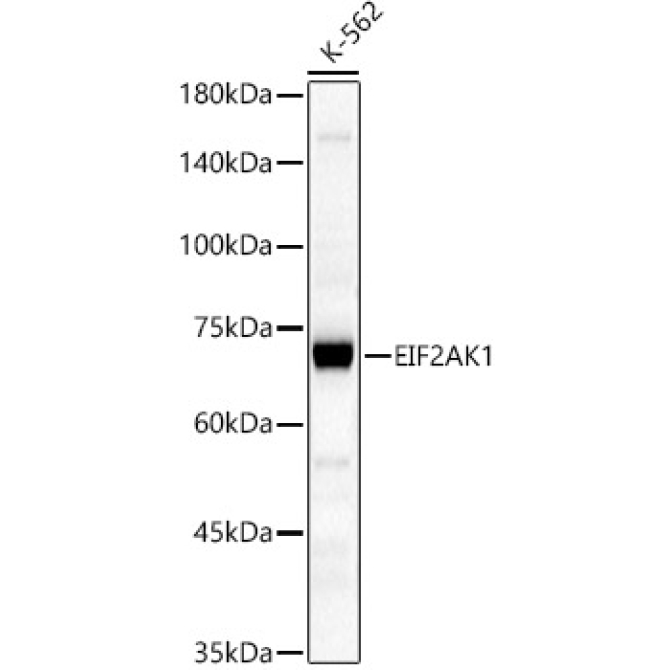 EIF2AK1 Rabbit Polyclonal Antibody