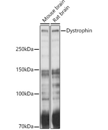 Dystrophin Rabbit Polyclonal Antibody