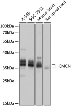 Endomucin Rabbit Polyclonal Antibody