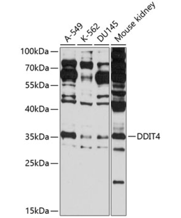 DDIT4 Rabbit Polyclonal Antibody