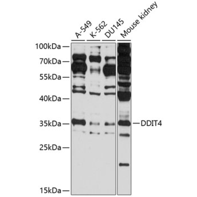 DDIT4 Rabbit Polyclonal Antibody