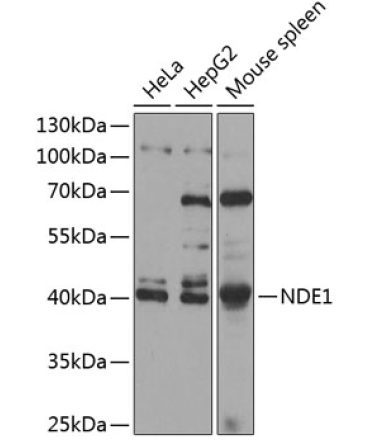 NDE1 Rabbit Polyclonal Antibody