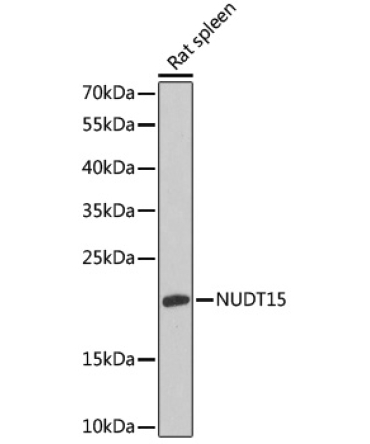 NUDT15 Rabbit Polyclonal Antibody