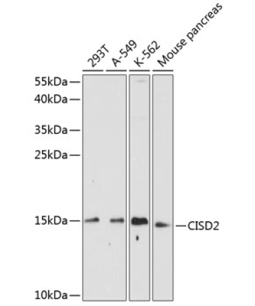 CISD2 Rabbit Polyclonal Antibody