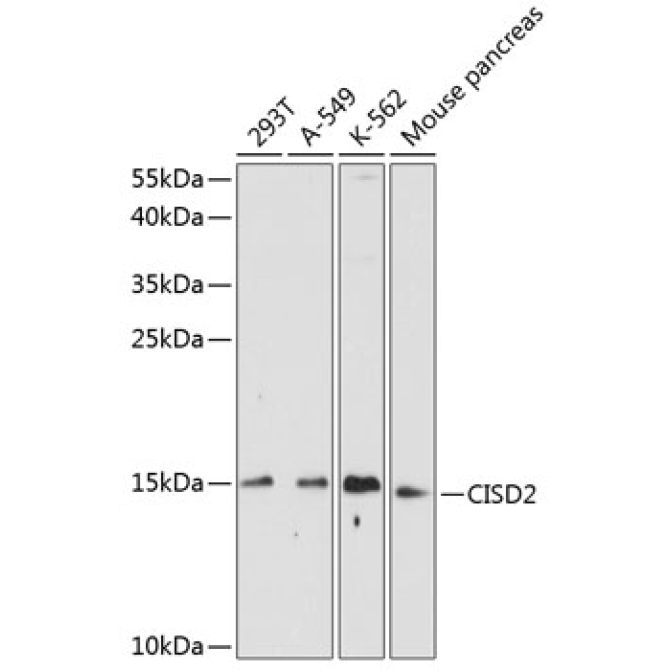 CISD2 Rabbit Polyclonal Antibody