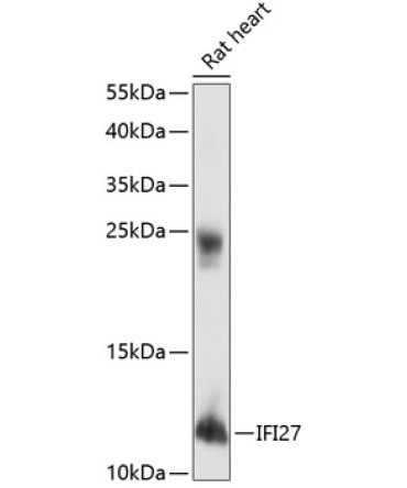 IFI27 Rabbit Polyclonal Antibody
