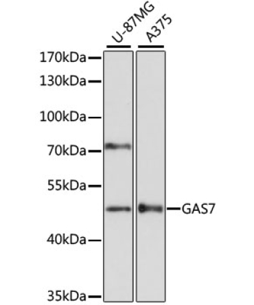GAS7 Rabbit Polyclonal Antibody