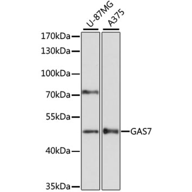 GAS7 Rabbit Polyclonal Antibody
