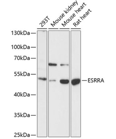 ESRRA Rabbit Polyclonal Antibody