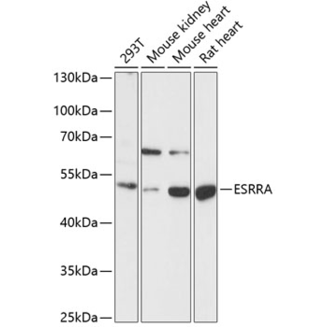 ESRRA Rabbit Polyclonal Antibody