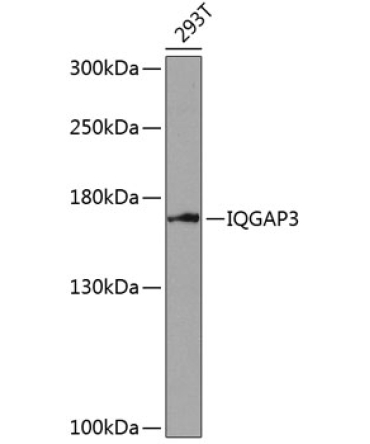IQGAP3 Rabbit Polyclonal Antibody