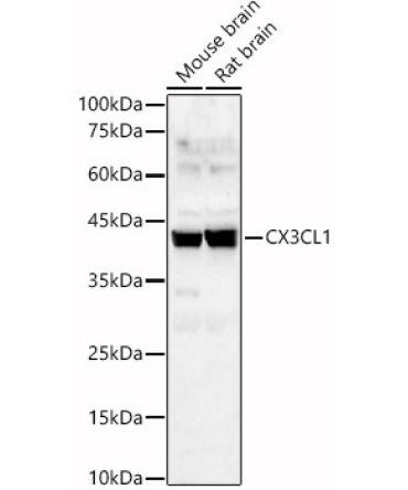 CX3CL1 Rabbit Polyclonal Antibody