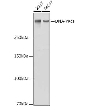 DNA-PKcs Rabbit Polyclonal Antibody