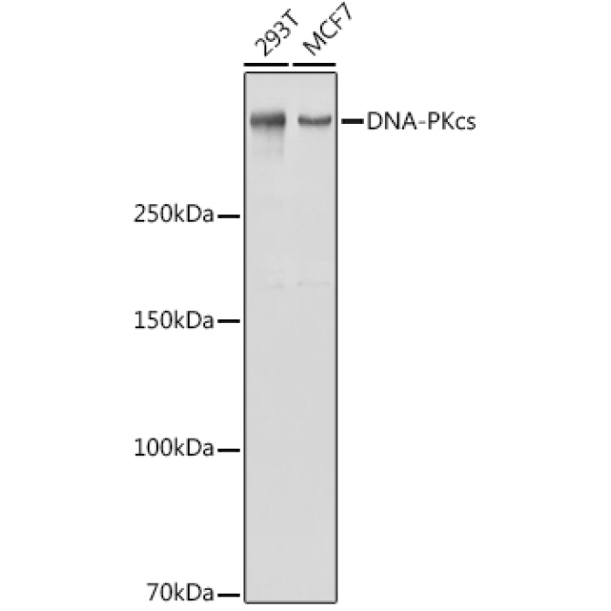 DNA-PKcs Rabbit Polyclonal Antibody