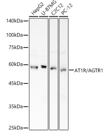 AT1R/AGTR1 Rabbit Polyclonal Antibody