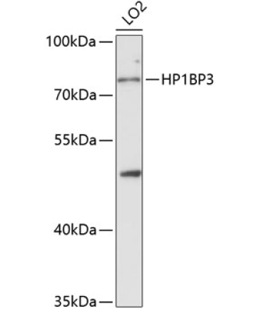 HP1BP3 Rabbit Polyclonal Antibody