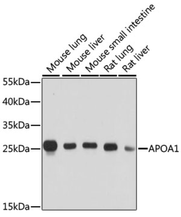 APOA1 Rabbit Polyclonal Antibody