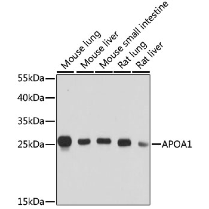 APOA1 Rabbit Polyclonal Antibody